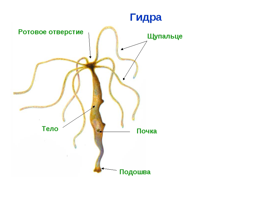 Кракен как зайти