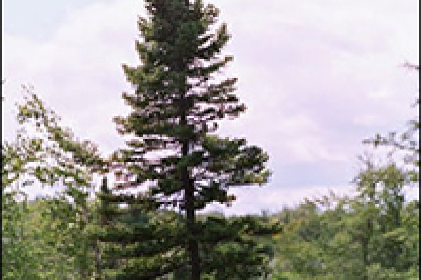 Кракен браузер