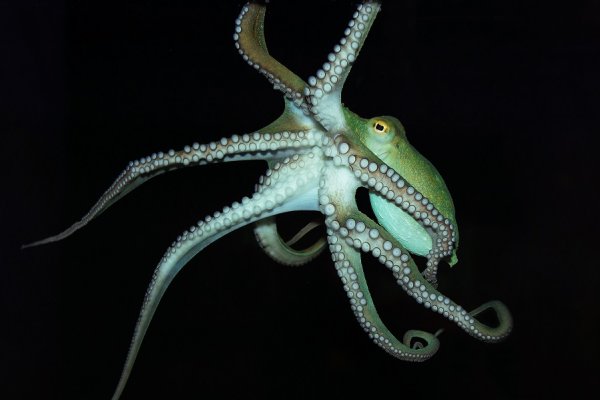Ссылка на kraken at