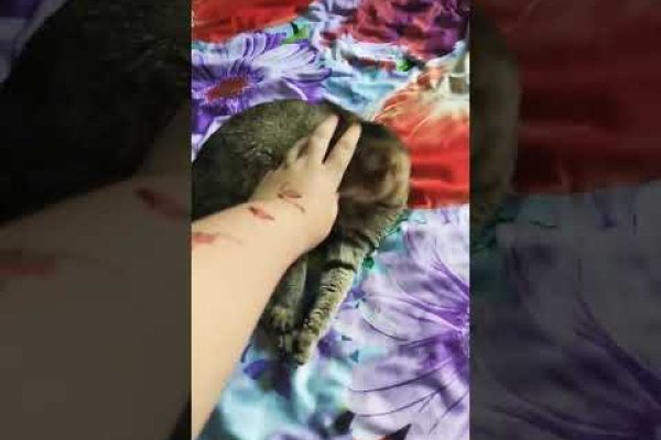 Через какой браузер заходить на кракен