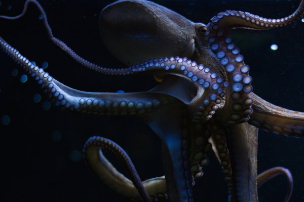 Kraken 24at